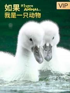 馋大鑫